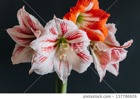 Beautiful white and red Amaryllis flowers on a black background. Beautiful white and red Amaryllis flowers on a black background. 137786926