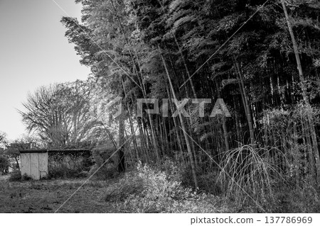 冬日竹林與儲藏棚的景象。黑白照片，日式風格。 137786969