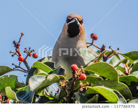 A waxwing that came to eat the fruit of the black pineapple A waxwing that came to eat the fruit of the black pineapple 137786970