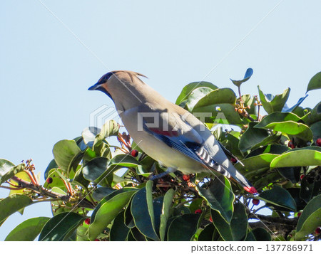 一隻太平鳥來吃黑鳳梨的果實 137786971