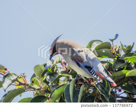 一隻太平鳥來吃黑鳳梨的果實 137786972