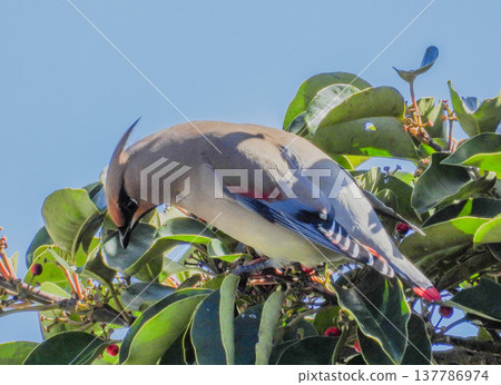 一隻太平鳥來吃黑鳳梨的果實 137786974