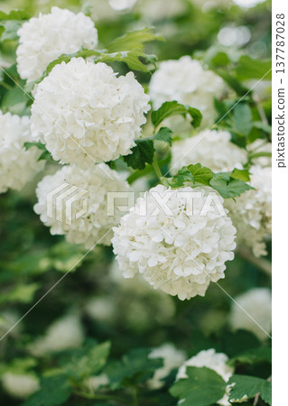Beautiful branch with white flowers of Viburnum Boule de Neige Roseum in a spring garden. Beautiful branch with white flowers of Viburnum Boule de Neige Roseum in a spring garden. 137787028