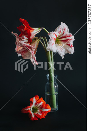 Beautiful white and red Amaryllis flowers in a glass vase on a black background. Beautiful white and red Amaryllis flowers in a glass vase on a black background. 137787227