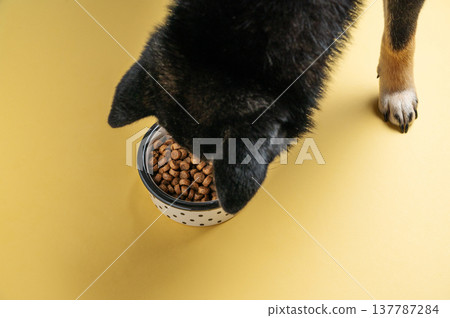 A black dog eats dry food from a bowl on a yellow isolated background. 137787284