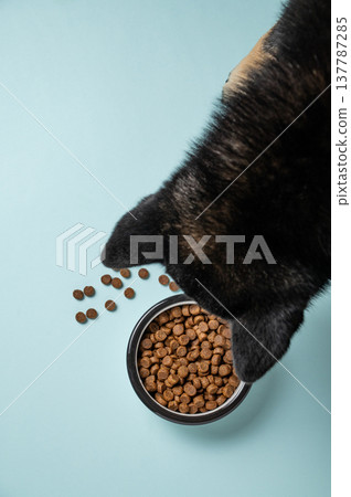 A black dog looking at a full bowl of dry food on a blue isolated background. A black dog looking at a full bowl of dry food on a blue isolated background. 137787285