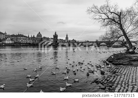 Ducks swim in the Vltava river near the riverside in Prague. People stroll along the water, enjoying views of the city and Charles Bridge in the background. Trees line the riverbank. 137787315