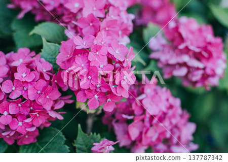 Amazing pink Hydrangea flowers in a garden. Amazing pink Hydrangea flowers in a garden. 137787342