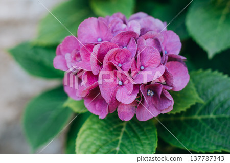 Amazing pink Hydrangea flowers in a garden. Amazing pink Hydrangea flowers in a garden. 137787343