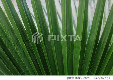Fresh palm leaf in a sunlight. Concept green plant background. 137787344