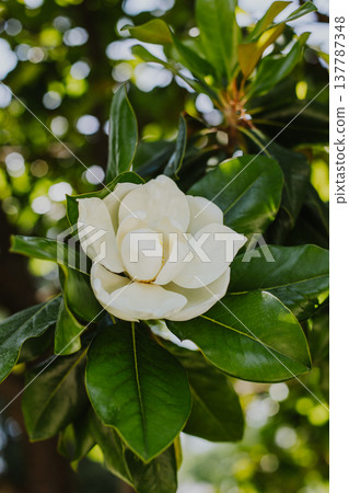 Amazing white Magnolia flower in a garden. Amazing white Magnolia flower in a garden. 137787348