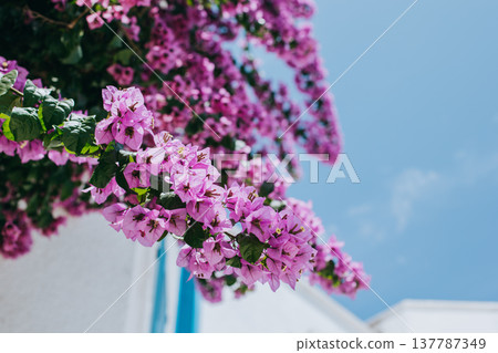 Beautiful violet bougainvillea flowers in a blue sky. Beautiful violet bougainvillea flowers in a blue sky. 137787349