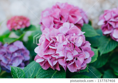 Amazing pink Hydrangea flowers in a garden. Selective focus. Amazing pink Hydrangea flowers in a garden. Selective focus. 137787408