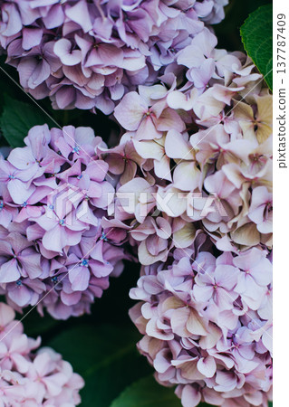 Amazing pink and violet Hydrangea flowers in a garden. Amazing pink and violet Hydrangea flowers in a garden. 137787409