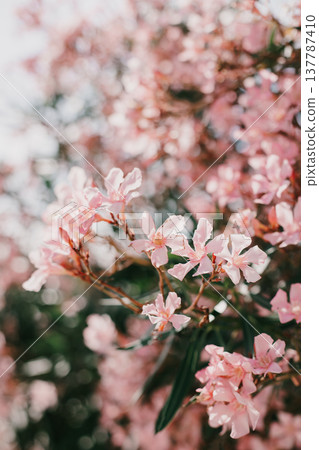 Beautiful pink oleander flowers on a summer street. Beautiful pink oleander flowers on a summer street. 137787410