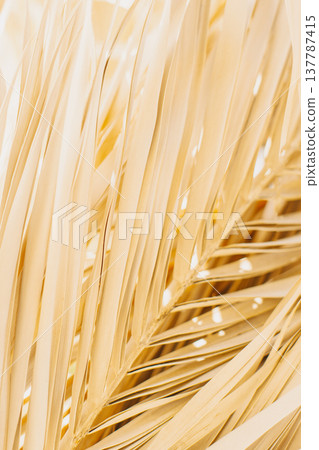 Dry yellow palm leaves in a sunlight. Summer background. Dry yellow palm leaves in a sunlight. Summer background. 137787415