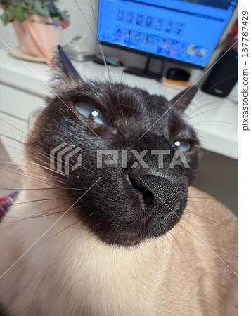 Funny Siamese cat resting on a lap in a cozy home workspace. Companionship, domestic comfort, fun, curiosity, routine, and the warm bond between pet presence and everyday indoor life. Funny Siamese cat resting on a lap in a cozy home workspace. Companionship, domestic comfort, fun, curiosity, routine, and the warm bond between pet presence and everyday indoor life. 137787429