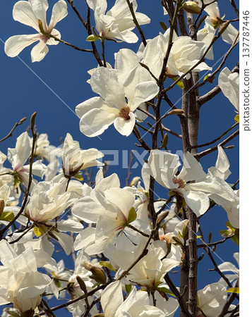 Magnolia canopy filled with white flowers under a cloudless sky. Abundance, renewal, spring energy, botanical richness, calm, and the living texture of blossom, branch, air, and light. Magnolia canopy filled with white flowers under a cloudless sky. Abundance, renewal, spring energy, botanical richness, calm, and the living texture of blossom, branch, air, and light. 137787446