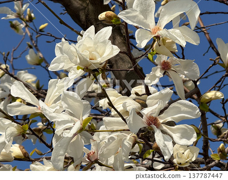 Close view of magnolia blossoms unfolding on branches in sunlight. Purity, renewal, tenderness, seasonal growth, botanical elegance, and the fleeting presence of spring before full leaf and shade. 137787447