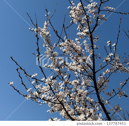 White spring blossoms on slender branches against a clear blue sky. Renewal, openness, seasonal awakening, hope, fragile beauty, and the dialogue between light, air, flowering, and space. 137787451