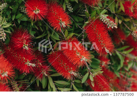 Amazing red flowers of the blooming Callistemon tree in a spring garden. 137787500