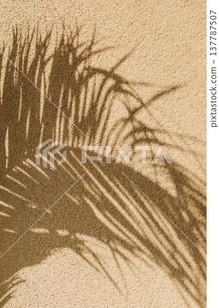 Shadow of palm leaves in a sunlight. Summer background. Shadow of palm leaves in a sunlight. Summer background. 137787507