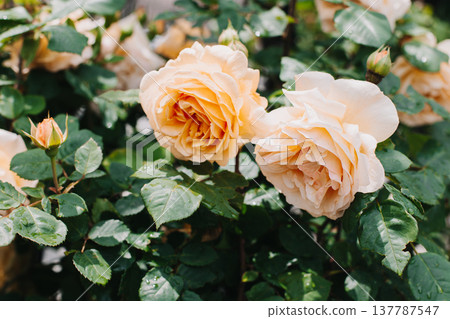 Beautiful peach pink Rose flowers in a spring garden after the rain. Beautiful peach pink Rose flowers in a spring garden after the rain. 137787547