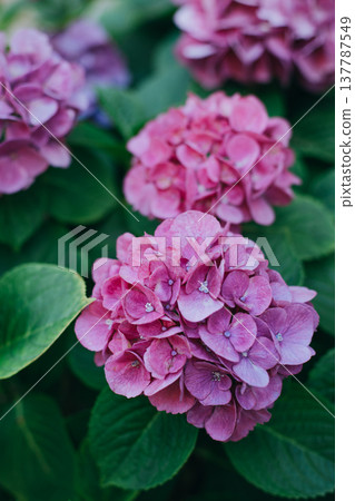 Amazing pink Hydrangea flowers in a garden. Amazing pink Hydrangea flowers in a garden. 137787549