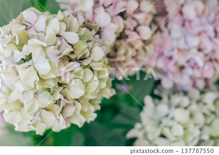 Amazing pink pastel Hydrangea flowers in a garden. Amazing pink pastel Hydrangea flowers in a garden. 137787550