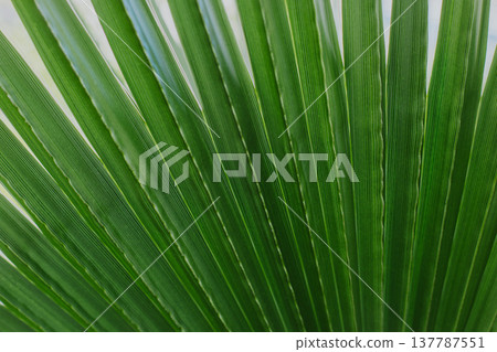 Fresh palm leaf in a sunlight. Concept green plant background. Fresh palm leaf in a sunlight. Concept green plant background. 137787551