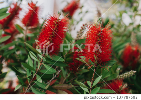 Amazing red flowers of the blooming Callistemon tree in a spring garden. 137787592