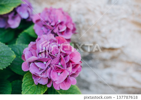 Amazing pink and violet Hydrangea flowers in a garden. Amazing pink and violet Hydrangea flowers in a garden. 137787618