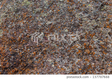 Rough textured rock covered in orange and grey lichen outdoors Rough textured rock covered in orange and grey lichen outdoors 137787688
