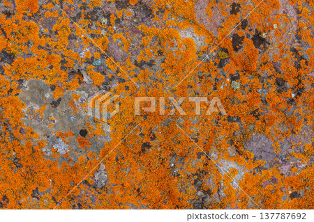 Vivid orange lichen covering rock surface in nature Vivid orange lichen covering rock surface in nature 137787692