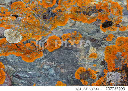 Colorful lichen growing on rocky surface in nature 137787693