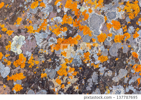 Vibrant lichen covering textured rock surface in nature 137787695