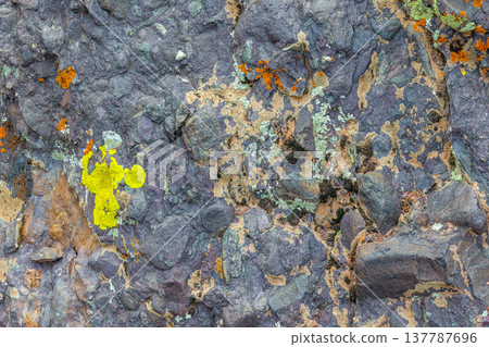 Close-up of colorful lichen on rough rock surface Close-up of colorful lichen on rough rock surface 137787696
