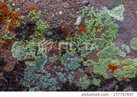 Vibrant lichen growing on rocky surface in natural setting Vibrant lichen growing on rocky surface in natural setting 137787697