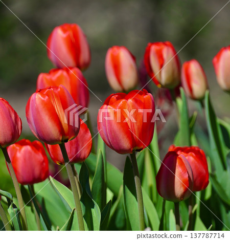 Colorful Floral Display of Red Tulips Against Blurred Green Background Colorful Floral Display of Red Tulips Against Blurred Green Background 137787714