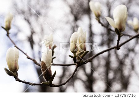 Close view of white magnolia flower buds before blooming on tree branch in springtime 137787716