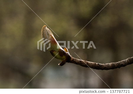 Closed bud of chestnut leaf on tree branch in early spring 137787721