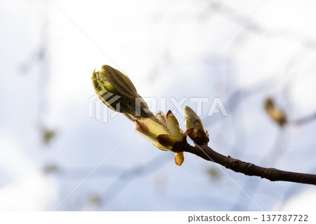 Opening bud of chestnut tree with young leaves emerging in spring 137787722