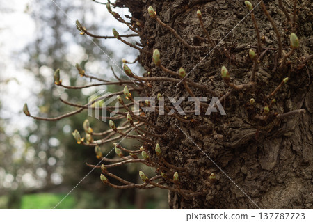 Young chestnut tree shoots with buds growing on branch in spring 137787723