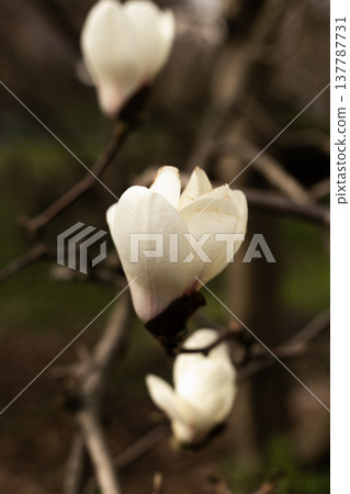 Vertical close up of blooming white magnolia flowers on tree branch in spring 137787731