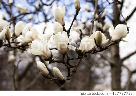 Close up branch covered with blooming white magnolia flowers in spring Close up branch covered with blooming white magnolia flowers in spring 137787732