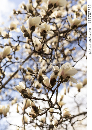 Magnolia branches with white blossoms against blue sky in spring 137787733