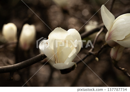 Delicate white magnolia blossoms close up showing soft petals and spring bloom Delicate white magnolia blossoms close up showing soft petals and spring bloom 137787734