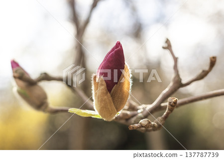 Burgundy magnolia bud on tree branch close up before blooming 137787739