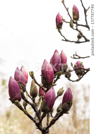 Cluster of dark pink magnolia buds on branch ready to bloom in spring Cluster of dark pink magnolia buds on branch ready to bloom in spring 137787740