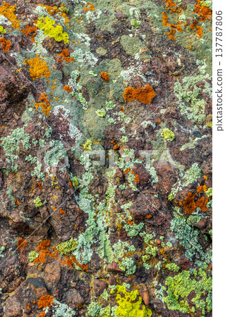 Close-up of colorful lichens on rock surface outdoors Close-up of colorful lichens on rock surface outdoors 137787806